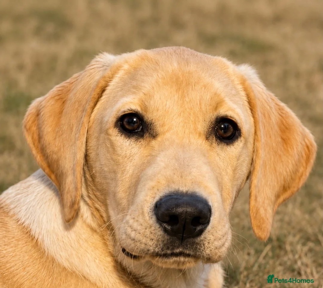 Labrador Retriever dogs for sale: 6 MONTH OLD FEMALE YELLOW LABRADOR - Advert 1