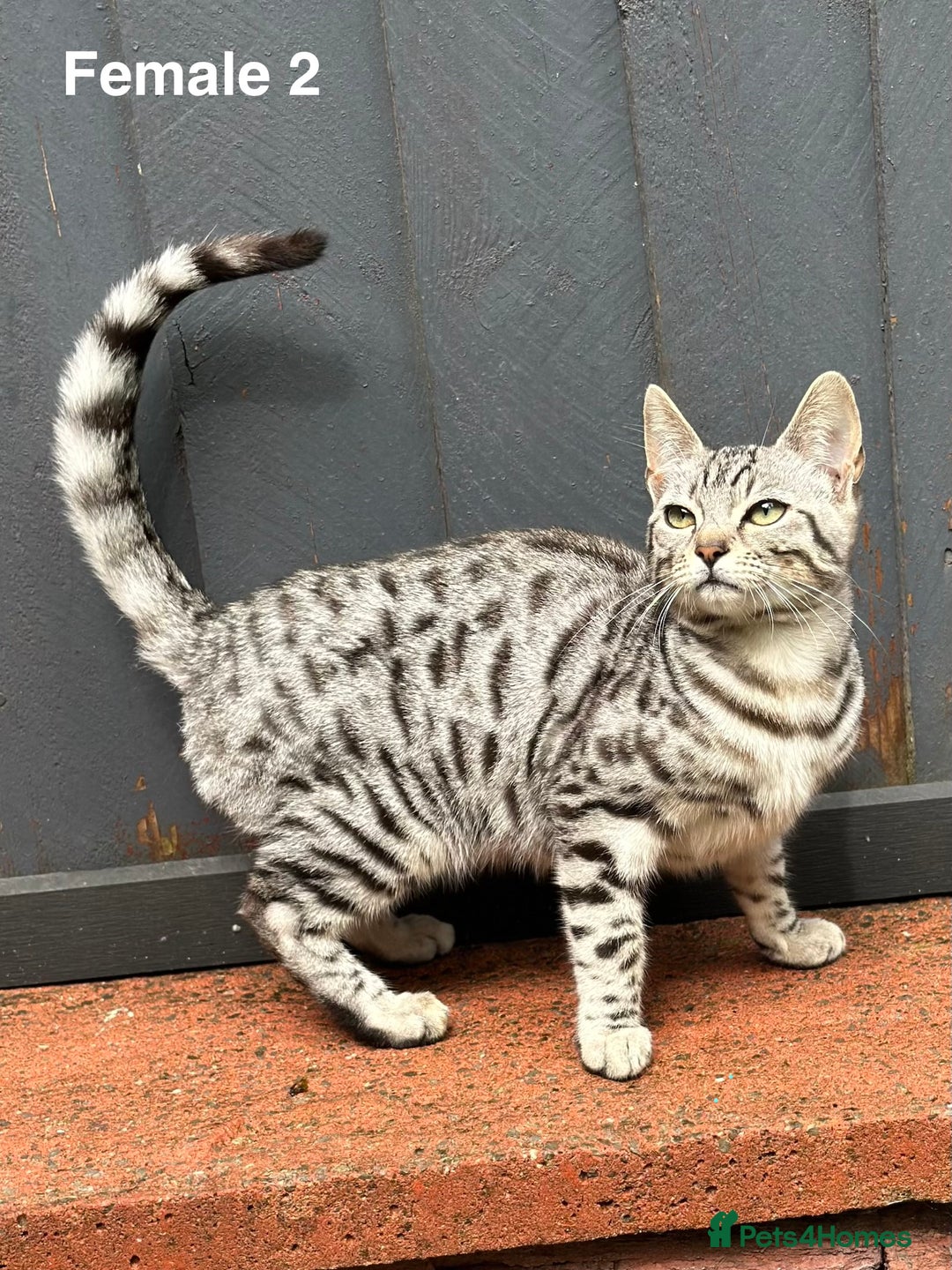 Bengal cats for sale: Beautiful Bengal Cross Kittens! Price Reduced!! in Rochdale - Image 3