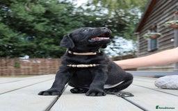 Labrador Retriever dogs for sale: WAITLIST CHAMPION KC BLACK & REDS - 5 STAR LICENSE - Image 3