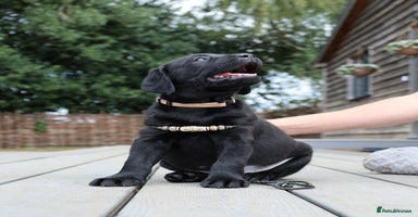 Labrador Retriever dogs - Advert 13