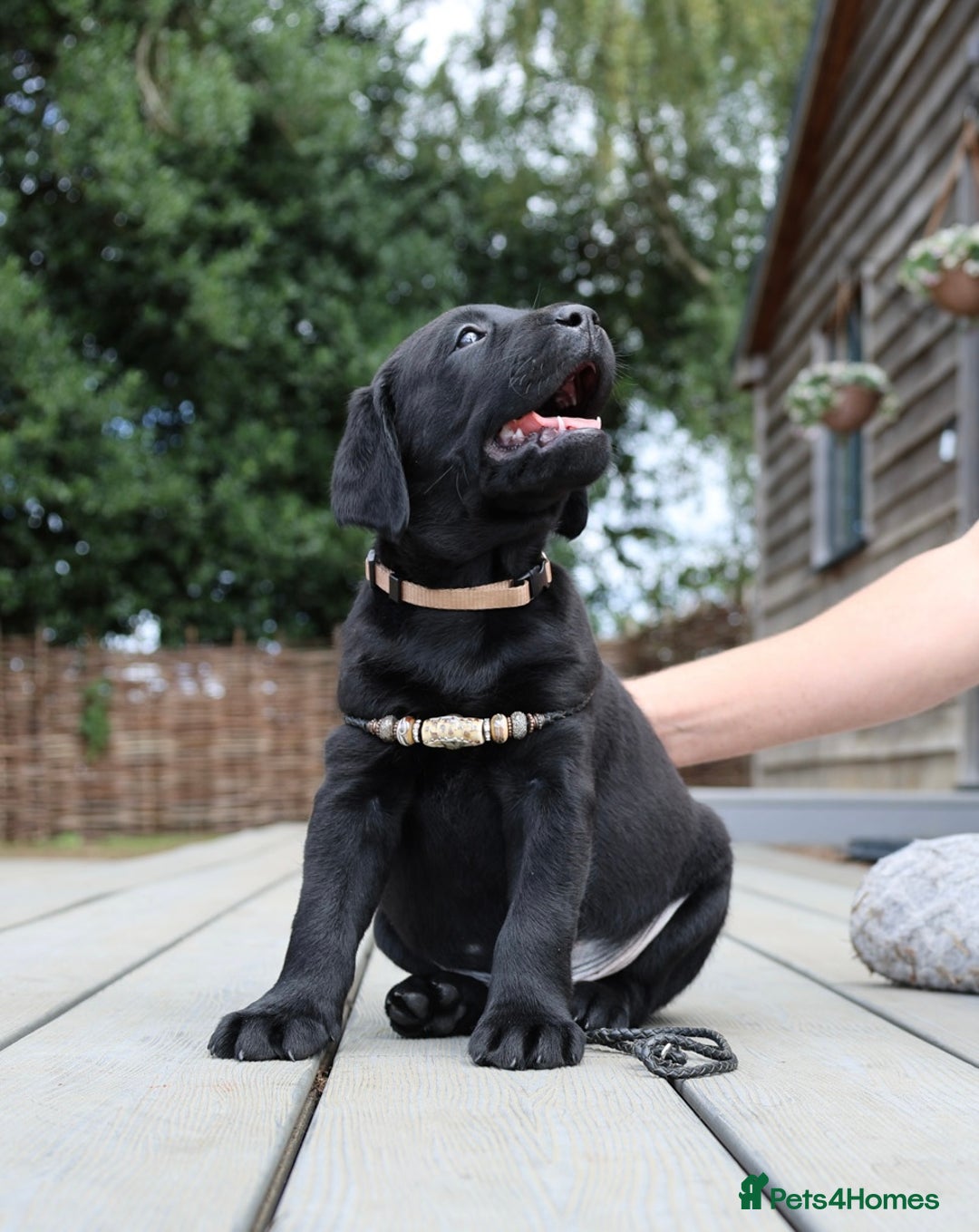 Labrador Retriever dogs for sale: WAITLIST CHAMPION KC BLACK & REDS - 5 STAR LICENSE - Image 3