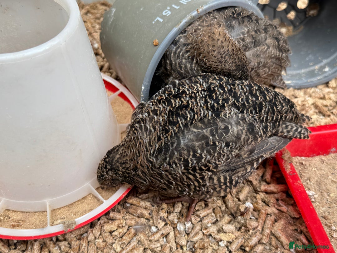 Quail poultry for sale: 4 1/2 week old mix of coturnix quails - Image 9