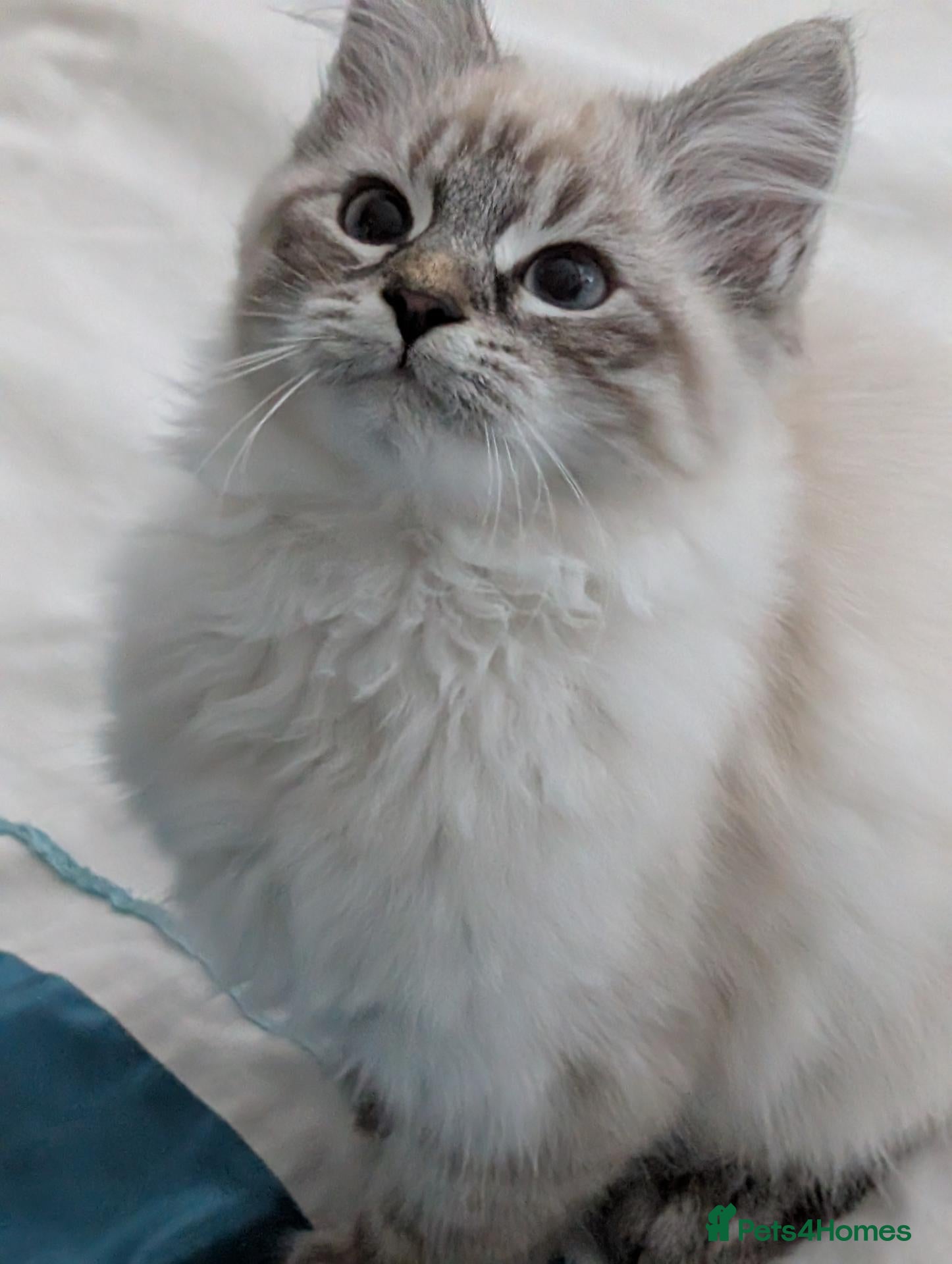 Siberian cats Siberian kitten  - Advert 2