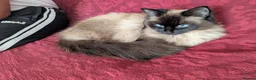 Ragdoll cats for sale: Blue eyed Ragdoll female in Gravesend - Advert 1