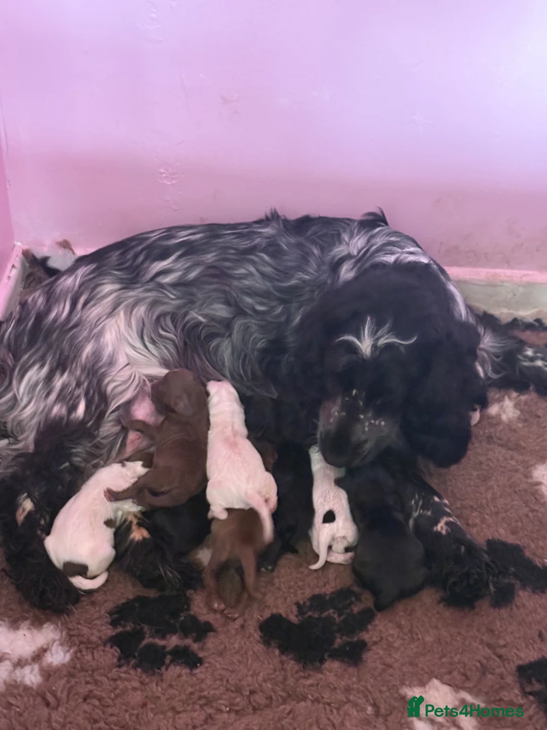 Cocker Spaniel dogs for sale: Show cocker spaniels - Advert 18