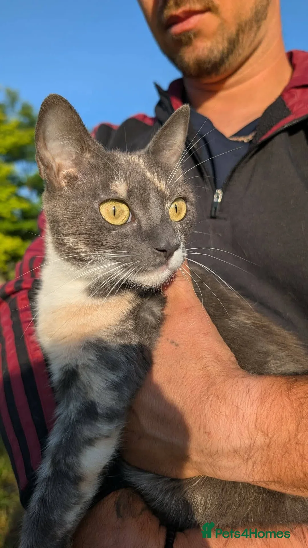 Mixed Breed cats for adoption: Zoe for adoption - Advert 2
