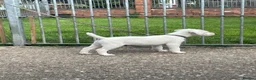 Jack Russell dogs for sale: Good quality Jack Russell dog puppy  - Advert 4