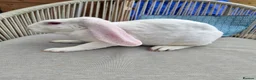Mixed Breed rabbits for sale: Breeding Trio of Rare Velveteen lops - Advert 9
