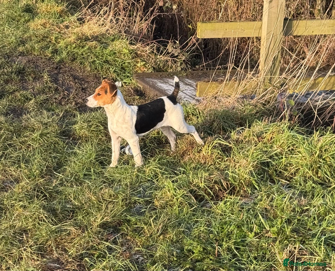 Jack Russell dogs for sale: Jack Russel boy  - Advert 3