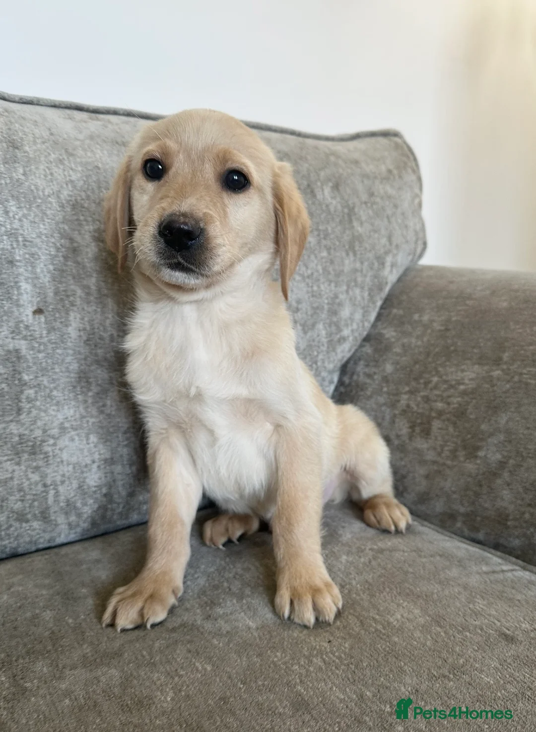 Goldador dogs for sale: Beautiful goldadors - Advert 1