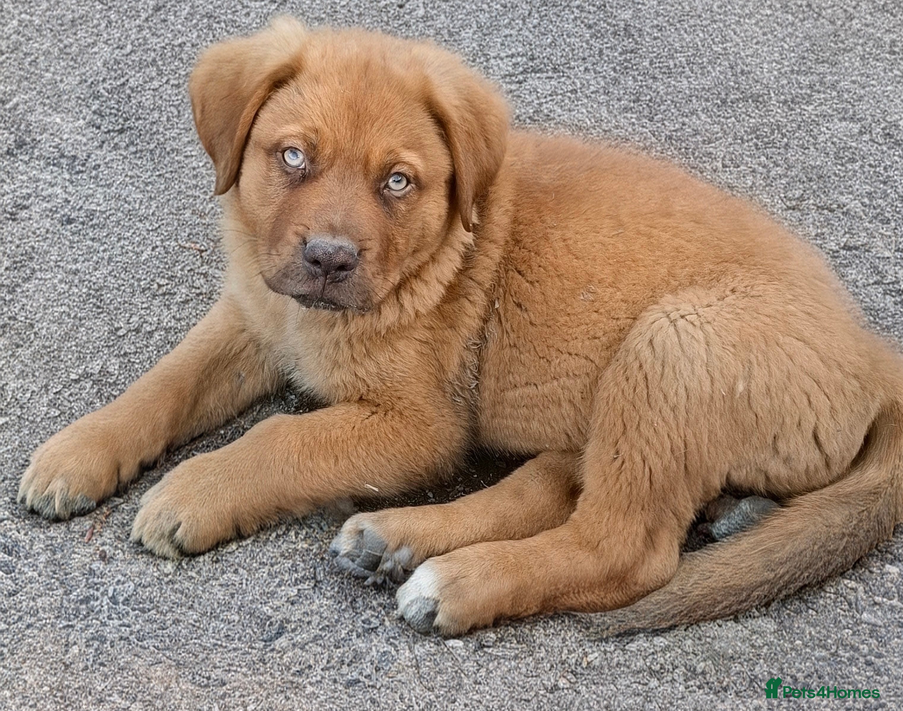 Rottweiler dogs 🐾 Unique & Gorgeous Shepweiler Mastiff Pups! 🐾 - Advert 2