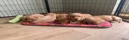 Labrador Retriever dogs for sale: Stunning KC Labrador / 1 boy available 🐾 - Advert 10