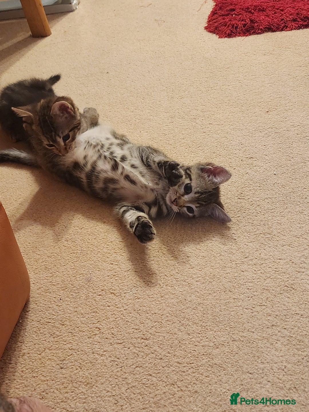 European cats for sale: 7 Lovely tabby kittens for sale - Image 1