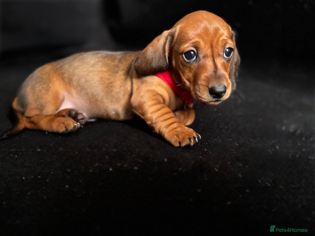 Dachshund dogs for sale: Miniature Dachshund Puppies  - Image 5