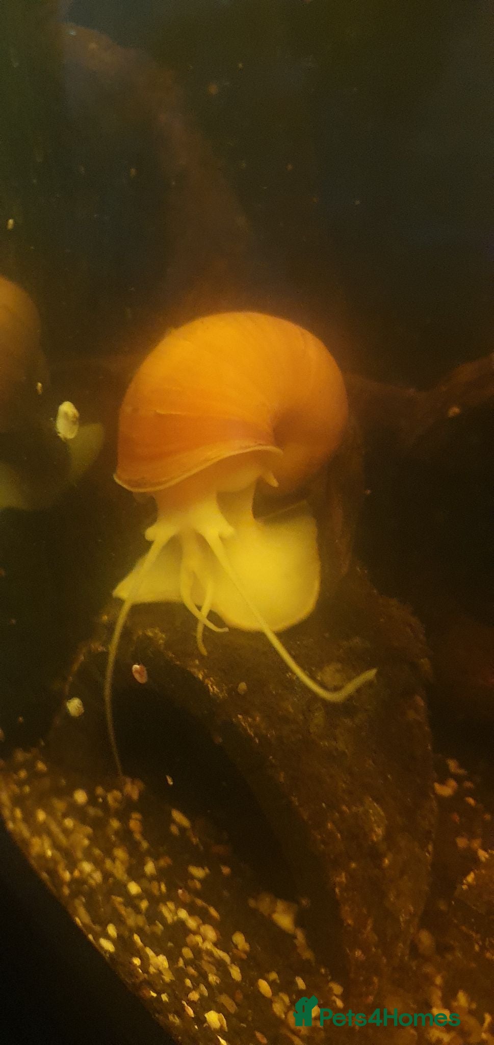 Snails invertebrates Golden Apple Snails 🐌✨️ Pomacea Canaliculata - Advert 1