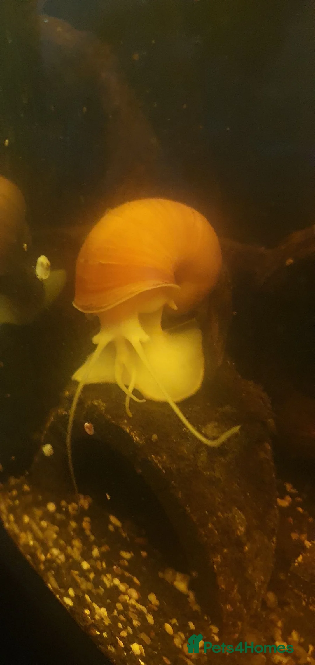 Snails invertebrates for sale: Golden Apple Snails 🐌✨️ Pomacea Canaliculata - Advert 2
