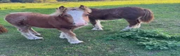 Miniature horses for sale: mini cob boys - Advert 2