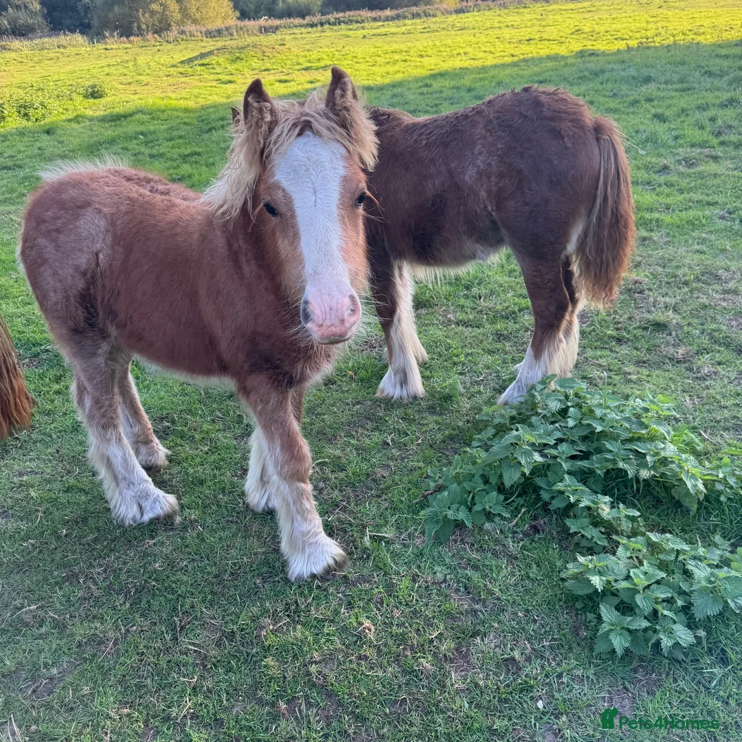 Miniature horses for sale: mini cob boys - Advert 2