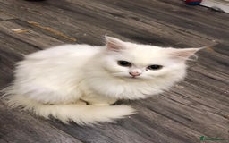 Mixed Breed cats for sale: Lovely white kittens 💕 - Image 6