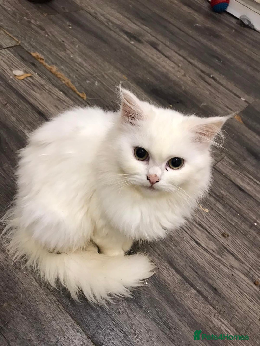 Mixed Breed cats for sale: Lovely white kittens 💕 - Image 6