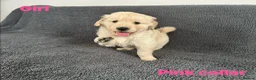 Golden Retriever dogs for sale: KC Registered Golden Retriever Puppies ready soon! - Advert 8
