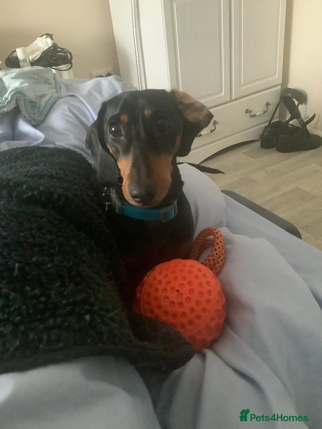 Dachshund dogs for sale: Black and Tan mini dauchound  - Image 2