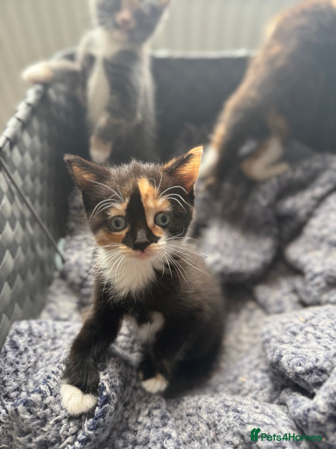 Mixed Breed cats for sale: Kittens  - Image 9