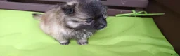 Pomeranian dogs for sale: 4 pomeranian boys, Ready for forever homes  - Advert 5