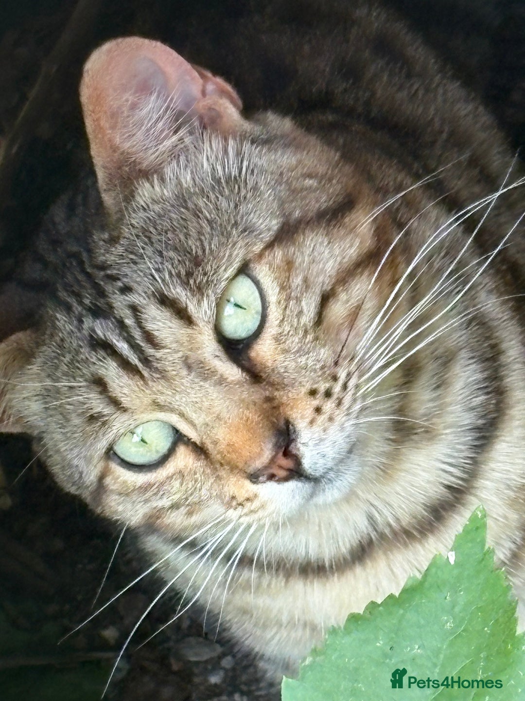 Bengal cats for sale: Beautiful farm reared bengals  - Image 27