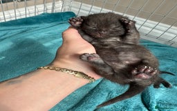 British Shorthair cats for sale: British Shorthair Black - Image 6