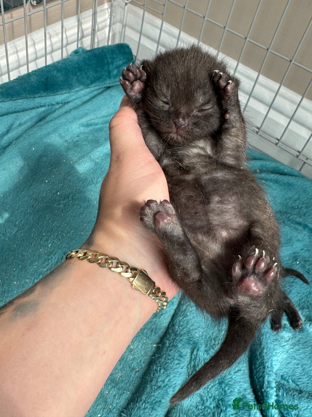 British Shorthair cats for sale: British Shorthair Black - Image 6