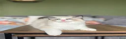 Ragdoll cats for sale: Cute chunky purring ragdoll girls - Advert 18