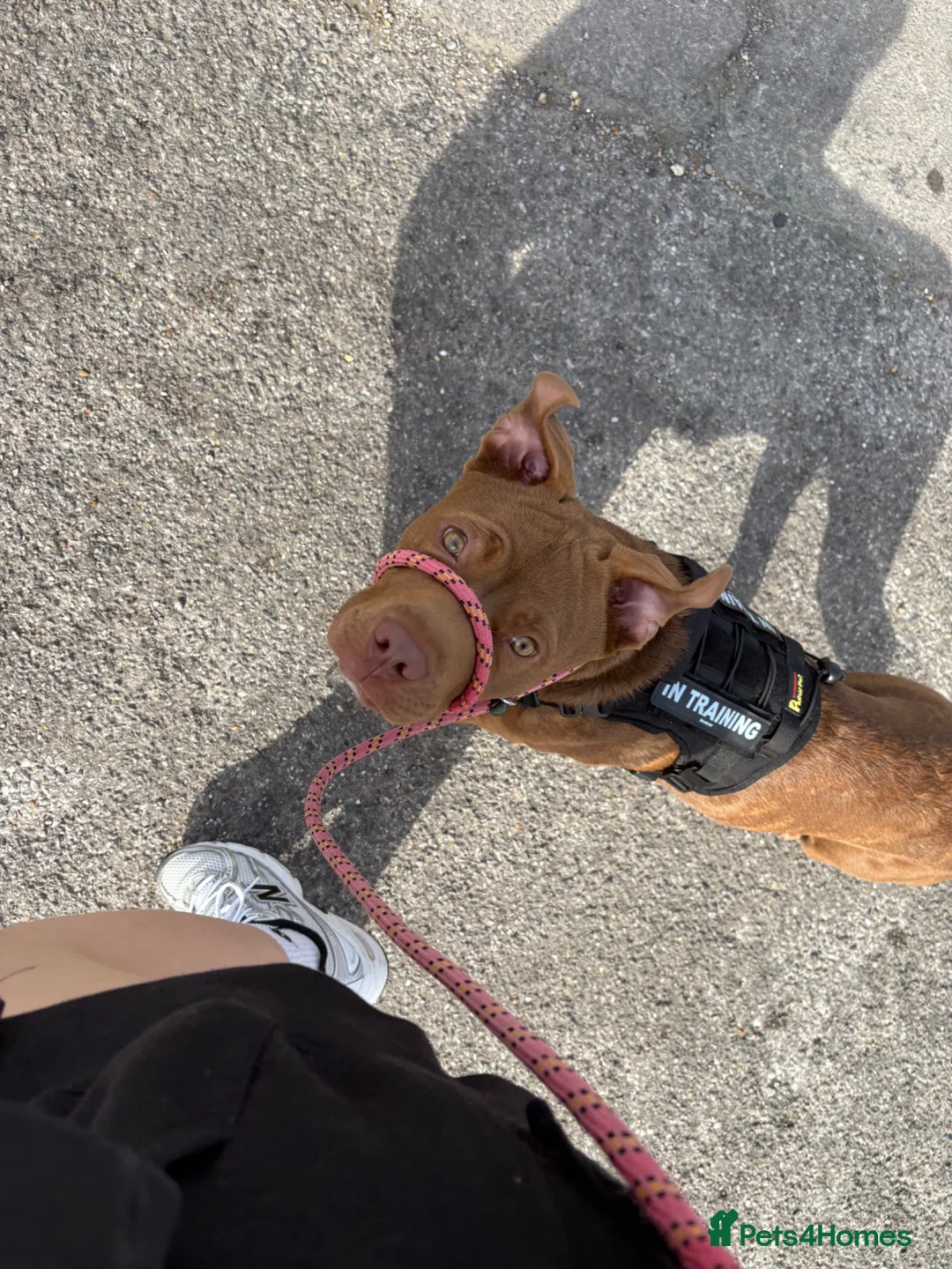 Mixed Breed dogs for sale: Our beautiful 7 month old Staffy boy, Gus❤️ - Advert 2