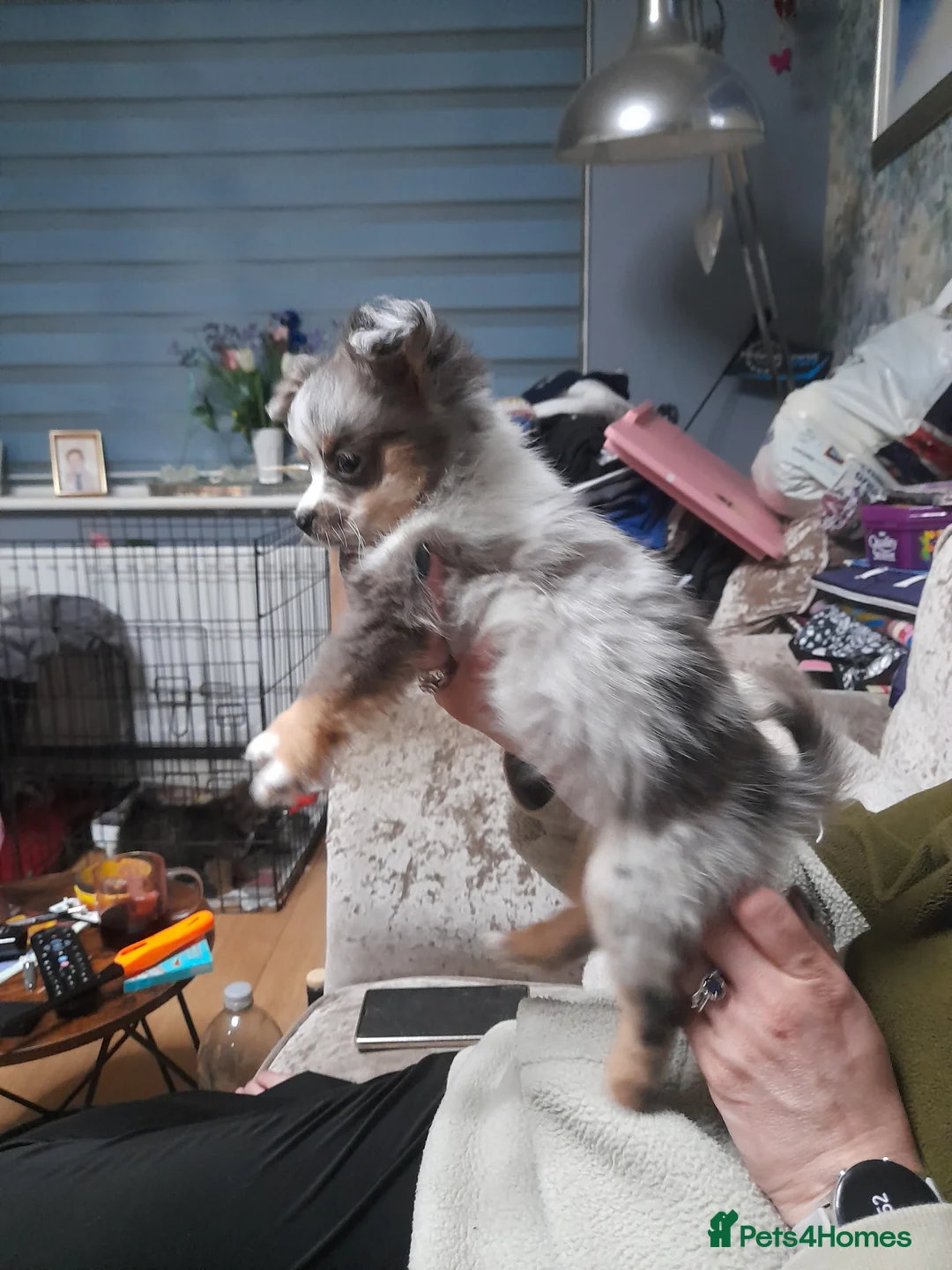 Pomchi dogs for sale: lovley little girl toy pomchi she has 4/5 coulour  - Advert 5