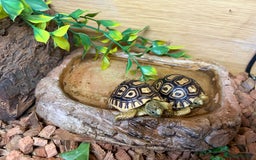 Tortoise reptiles for sale: Leopard Tortoise Hatchlings - Image 2