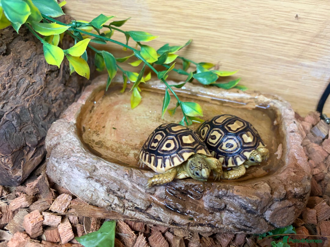Tortoise reptiles for sale: Leopard Tortoise Hatchlings - Image 2