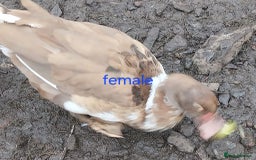 Ducks poultry for sale: Moscovy ducks for sale - Image 1