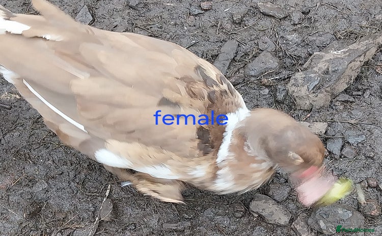 Ducks poultry - Advert 1