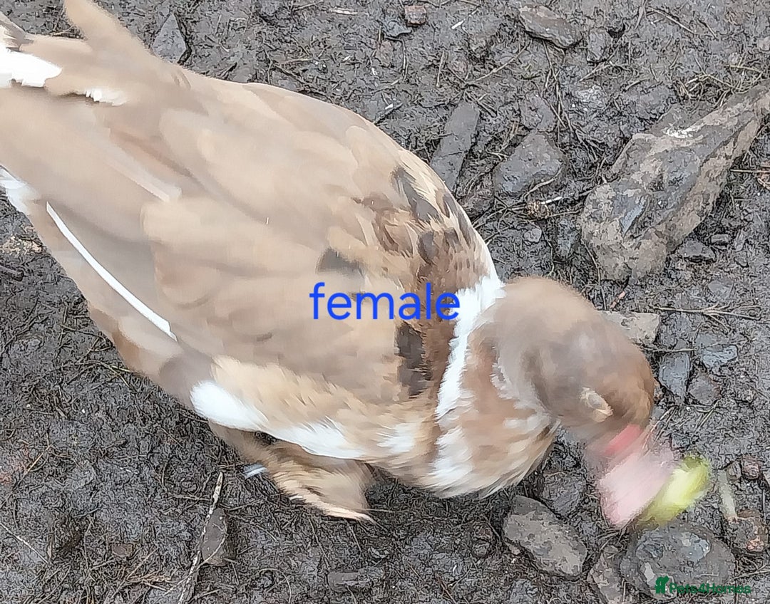 Ducks poultry for sale: Moscovy ducks for sale - Image 1