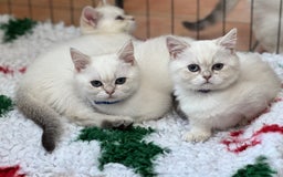 British Shorthair cats for sale: Colourpoints BSH active & non-active available - Image 10