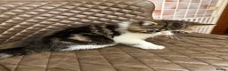Exotic cats for sale: Brown Tabby/white exotic boy - Advert 7