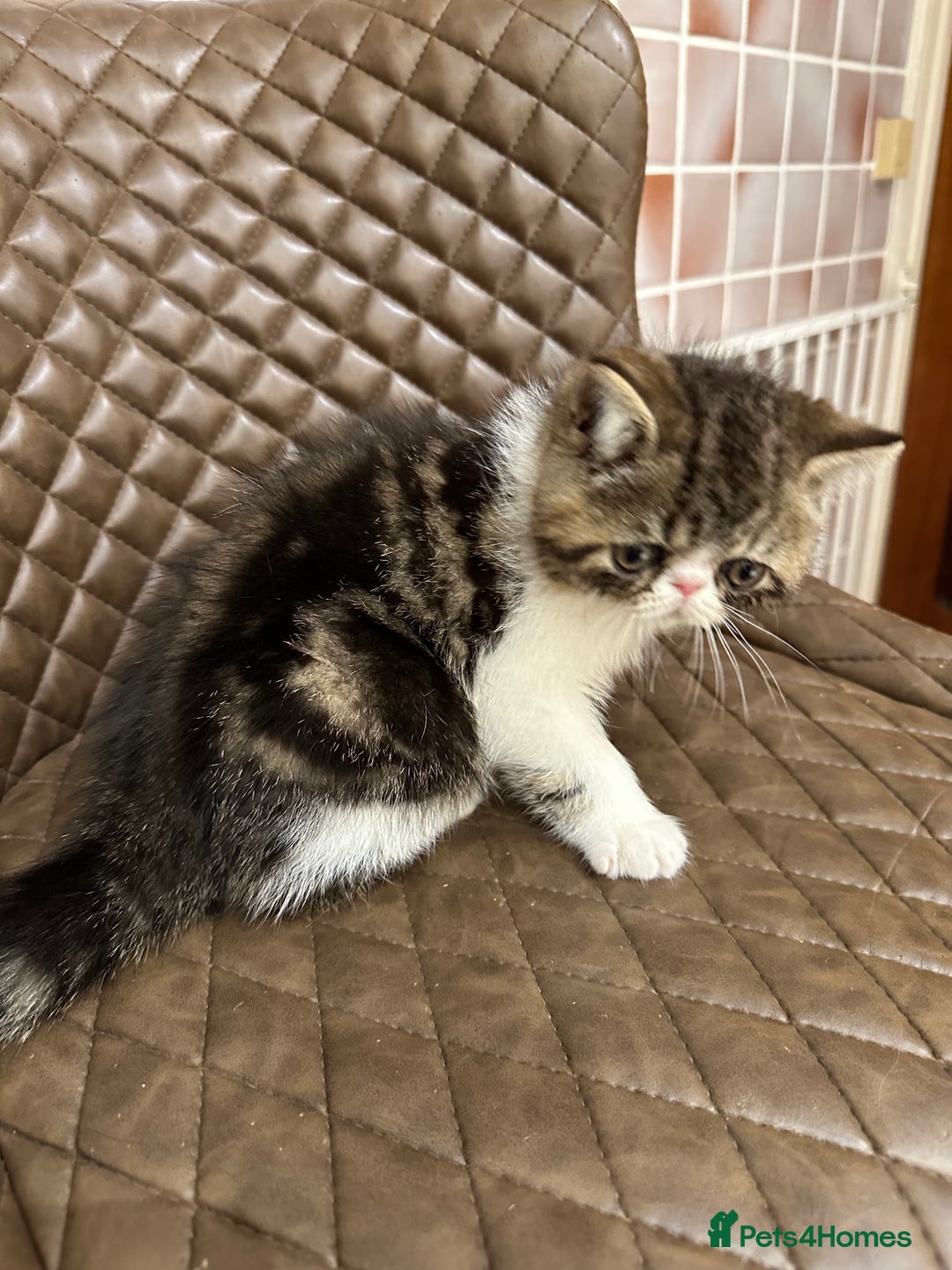 Exotic cats for sale: Brown Tabby/white exotic boy - Advert 7