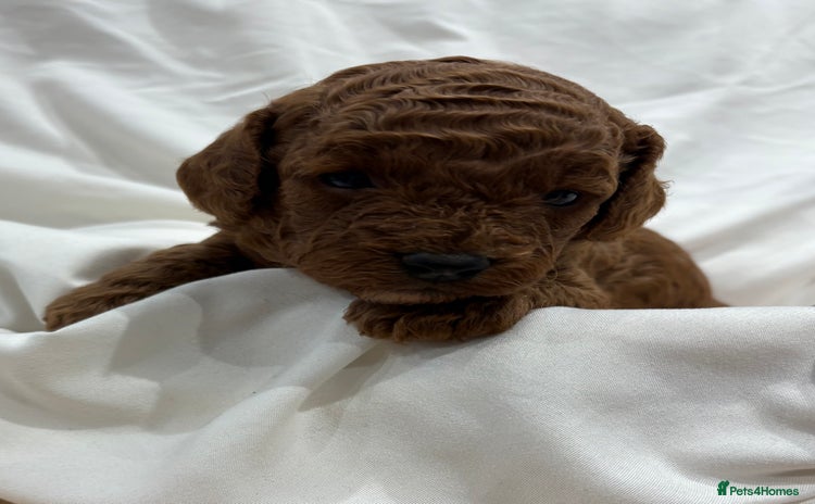 Cavapoo dogs - Advert 6