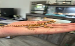 Bearded Dragon reptiles for sale: 60 Baby bearded dragons - Image 7