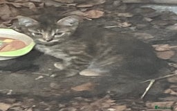 Domestic Shorthair cats for sale: Kittens  - Image 8