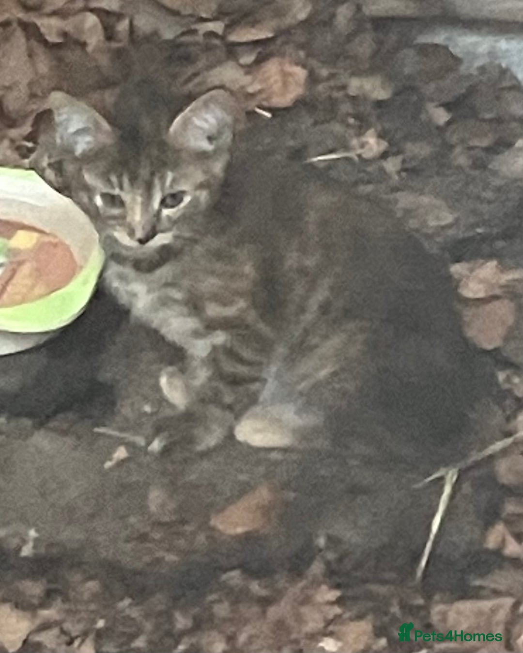 Domestic Shorthair cats for sale: Kittens  - Image 8