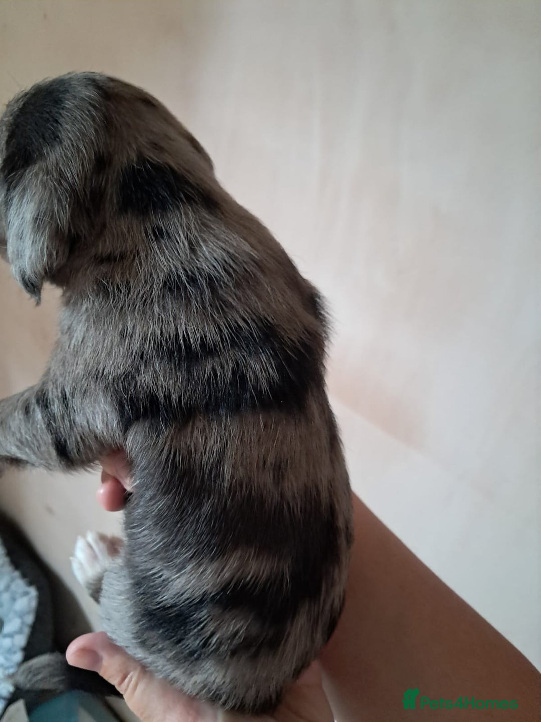 Mixed Breed dogs for sale: Cocker Jack puppies - Image 2