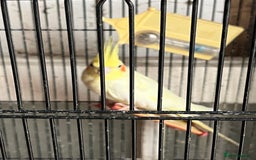 Cockatoo birds for sale: Cockatiels for sale - Image 4