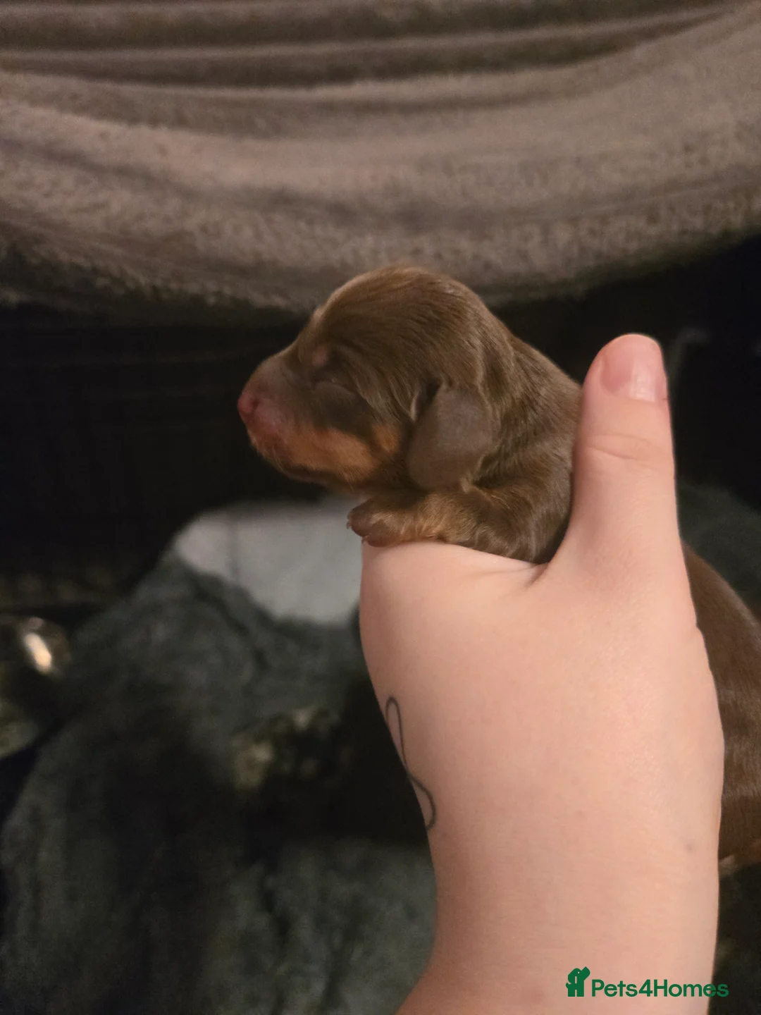 Miniature Dachshund dogs for sale: Miniture dashchounds - Advert 2