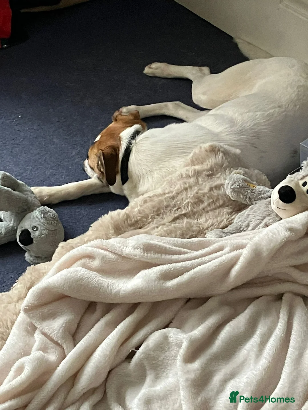 Mixed Breed dogs for adoption: ❤️ZAYKA❤️ 11 months, Playful Spirit, Loving Heart - Advert 18